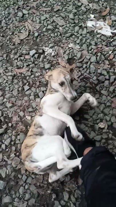 Tiger na mahilig mag jerjer.